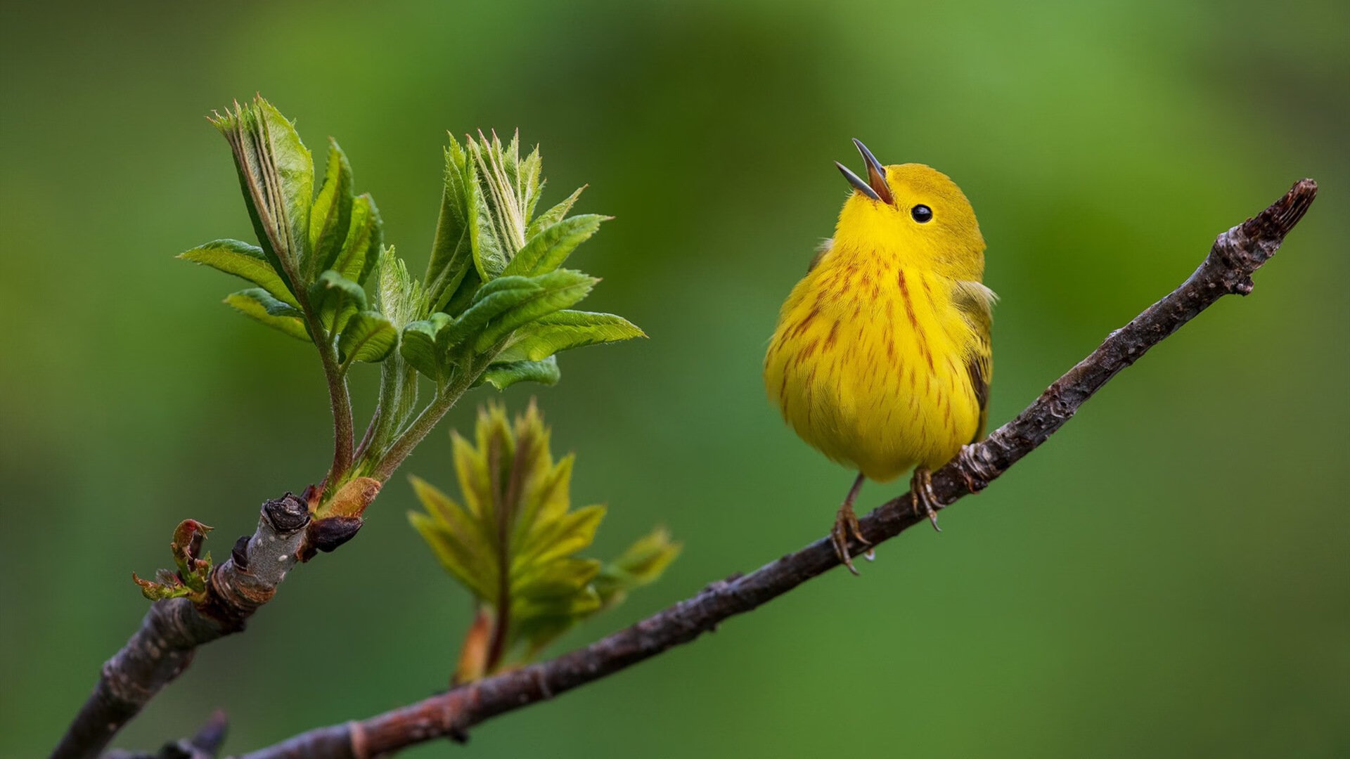 螳螂捕蝉，索伯惊世逆转，维斯塔潘意外改写战局