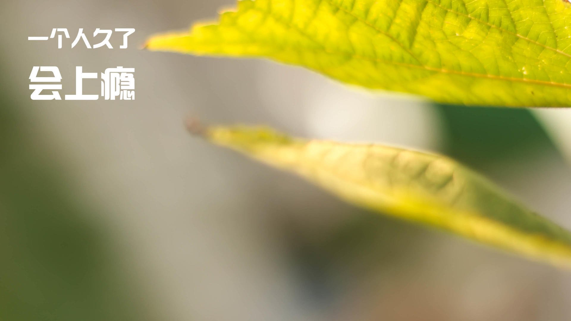 德约科维奇领军，ATP总决赛何以完胜澳网？