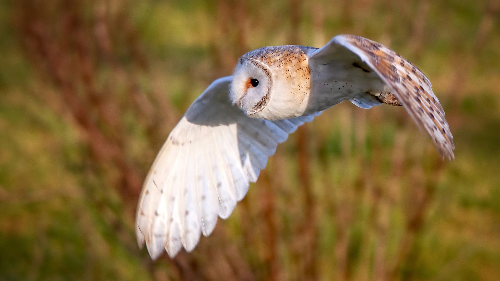 托尼的终场箭矢—阿根廷绝杀马赛，梦剧场最后一刻的叹息与狂欢