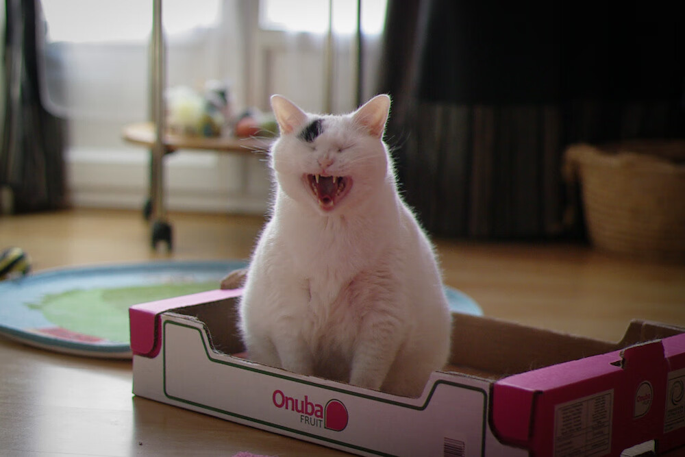 绿茵平行叙事，潘帕斯雄鹰的团队凯歌，与一条玫瑰的独自绽放