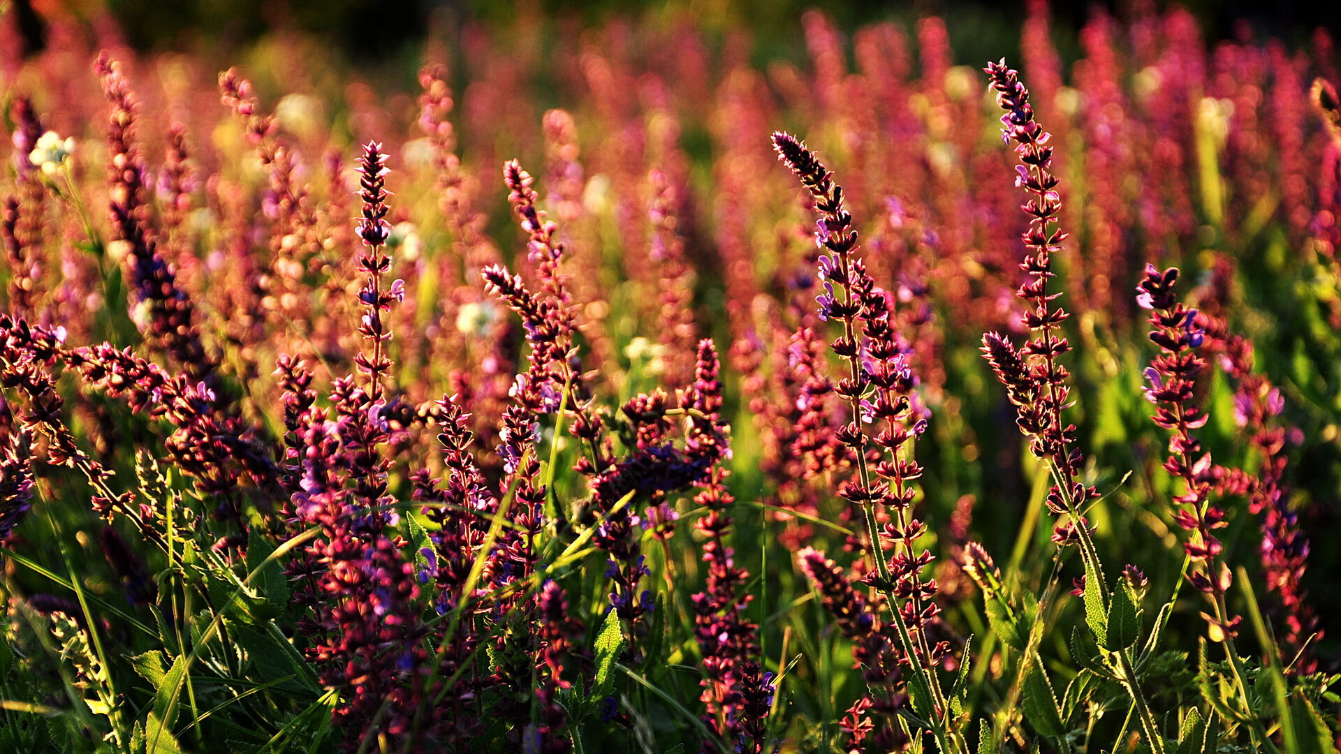 银箭的咆哮与跃马的坚持，塞恩斯一肩扛起法拉利险胜梅赛德斯