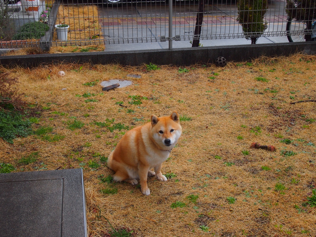 交响乐与叹息之墙,赖斯的节奏艺术与皇马的铁壁哲学