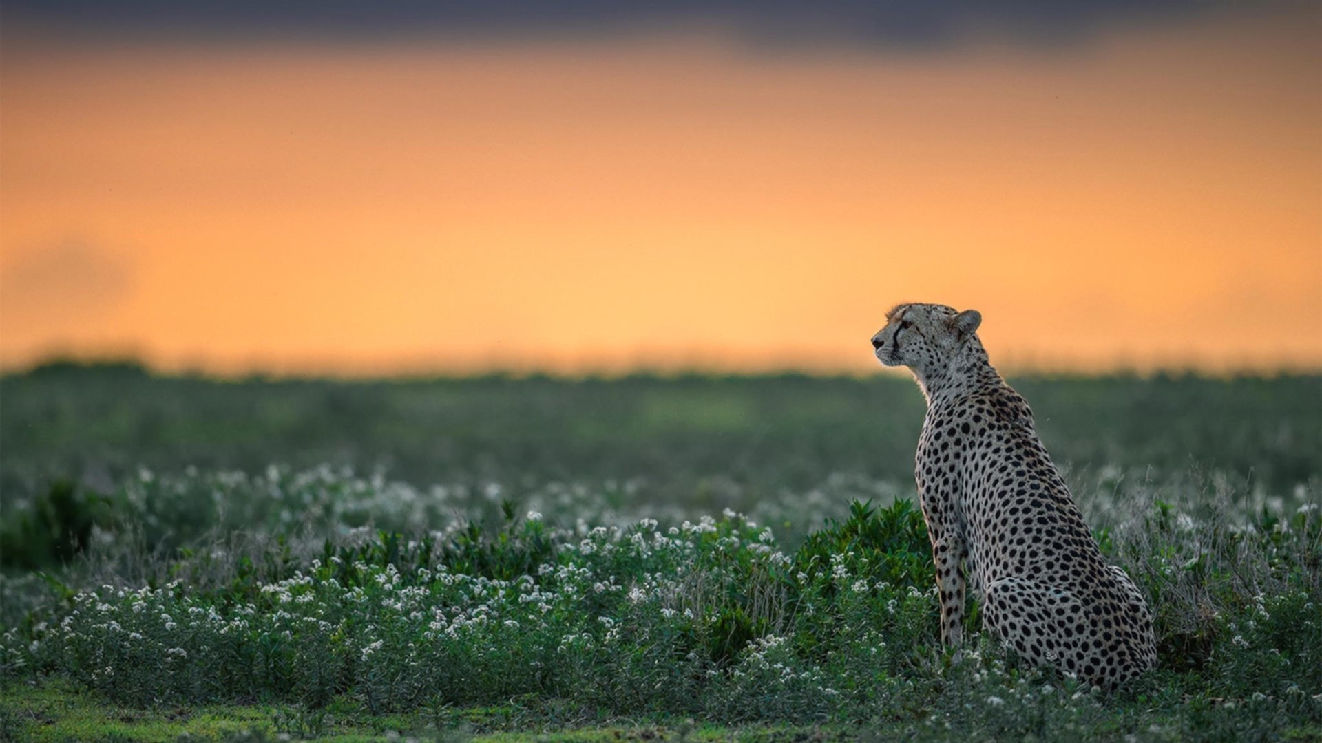 地球村的渺小与足球的伟大,当伊拉克奇迹领先,哈兰德用雪崩接管唯一之战