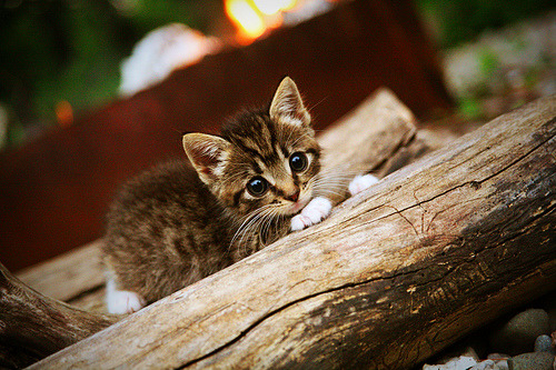 雪崩式22-2攻击波!爵士用窒息式连续得分埋葬开拓者,杰伦·格林迎生涯之夜绽放