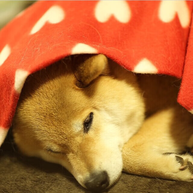 淘汰赛强度,76人展现欧冠级压制力战胜公牛