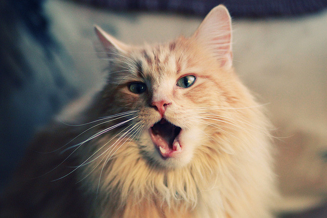 英超争冠之夜，楚阿梅尼封神！最后15分钟两记重炮轰开20年王朝之门