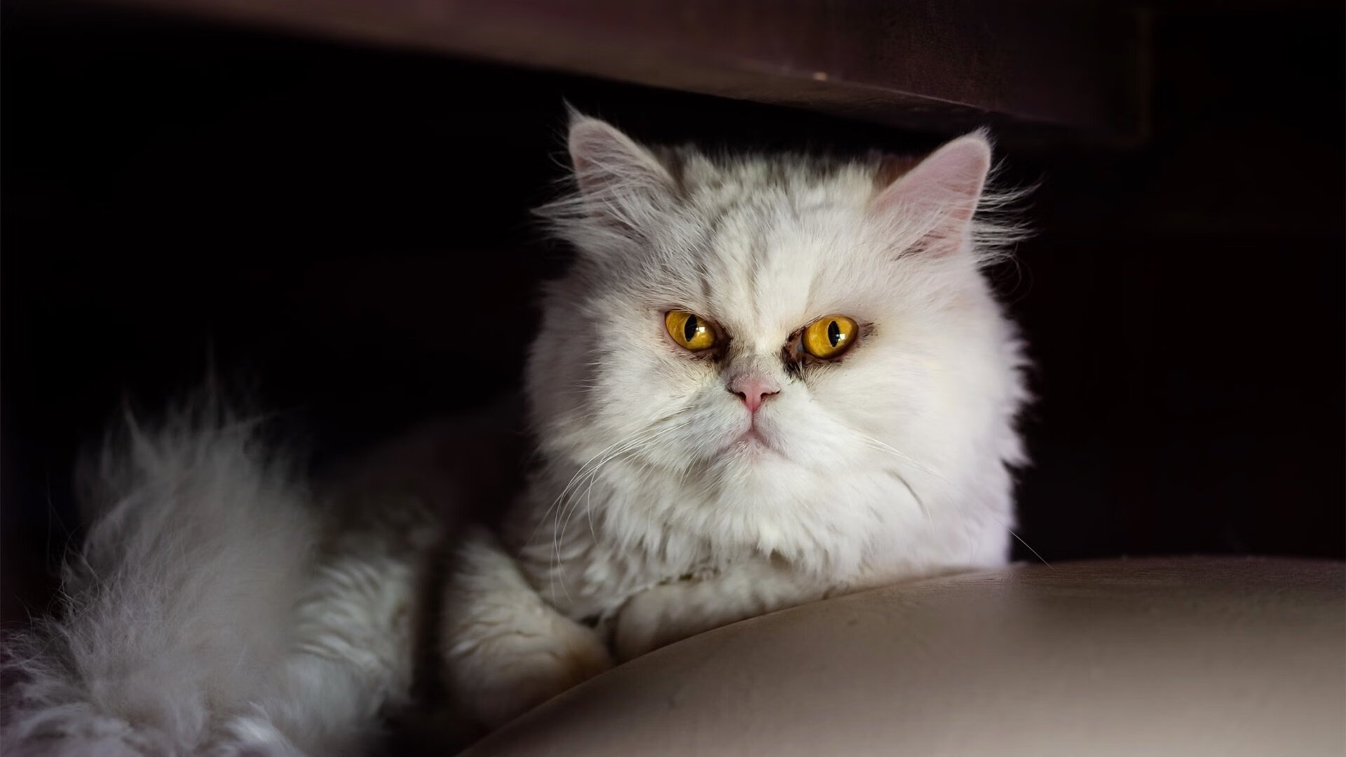 双城记，两国弈，当世界杯的悬念在NBA球场上演