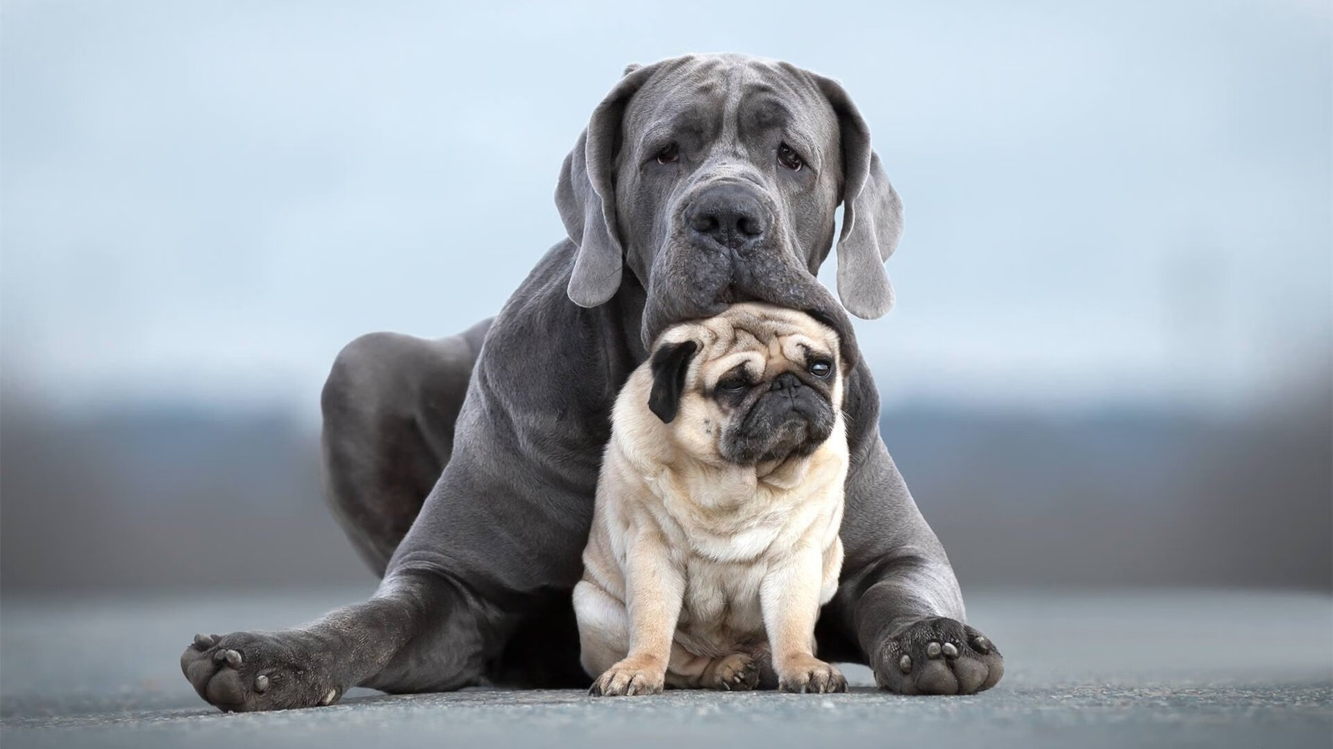 黄黑风暴席卷地中海,当足球与引擎在摩纳哥共奏争冠狂想