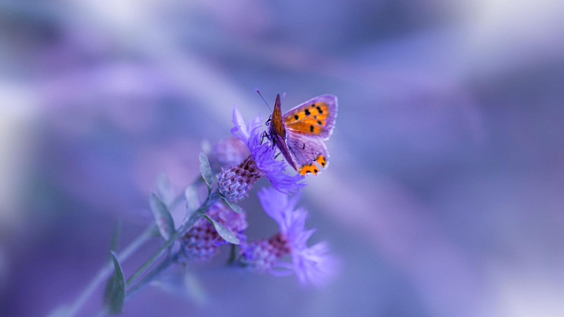 鹰步之战与世纪德比,当篮球的锋刃撞上足球的史诗