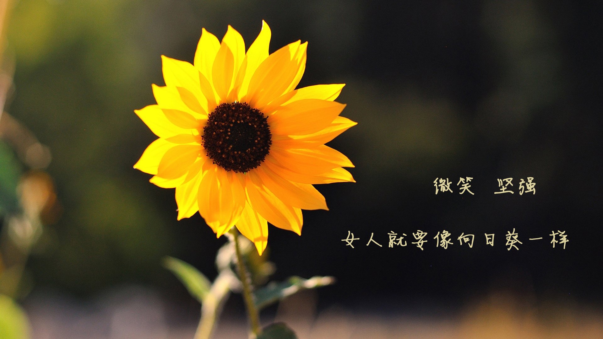 节奏的跨界交响,那不勒斯足球智慧如何赋能拉亚在F1揭幕战接管比赛