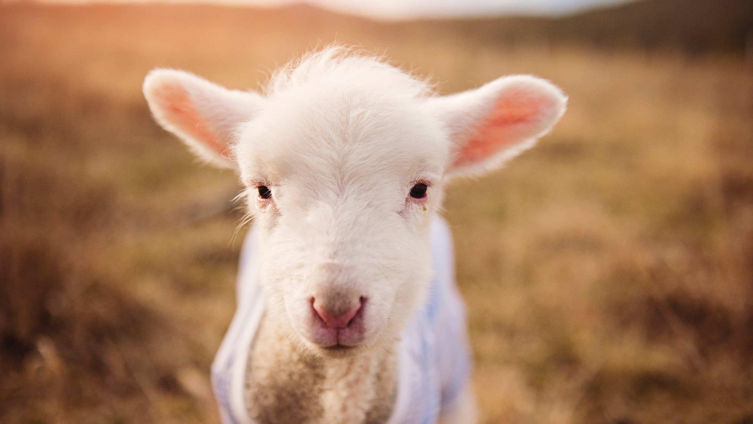 爱游戏娱乐-在篮球世界的世界杯，当喀麦隆的韧性击败巴西的桑巴天赋