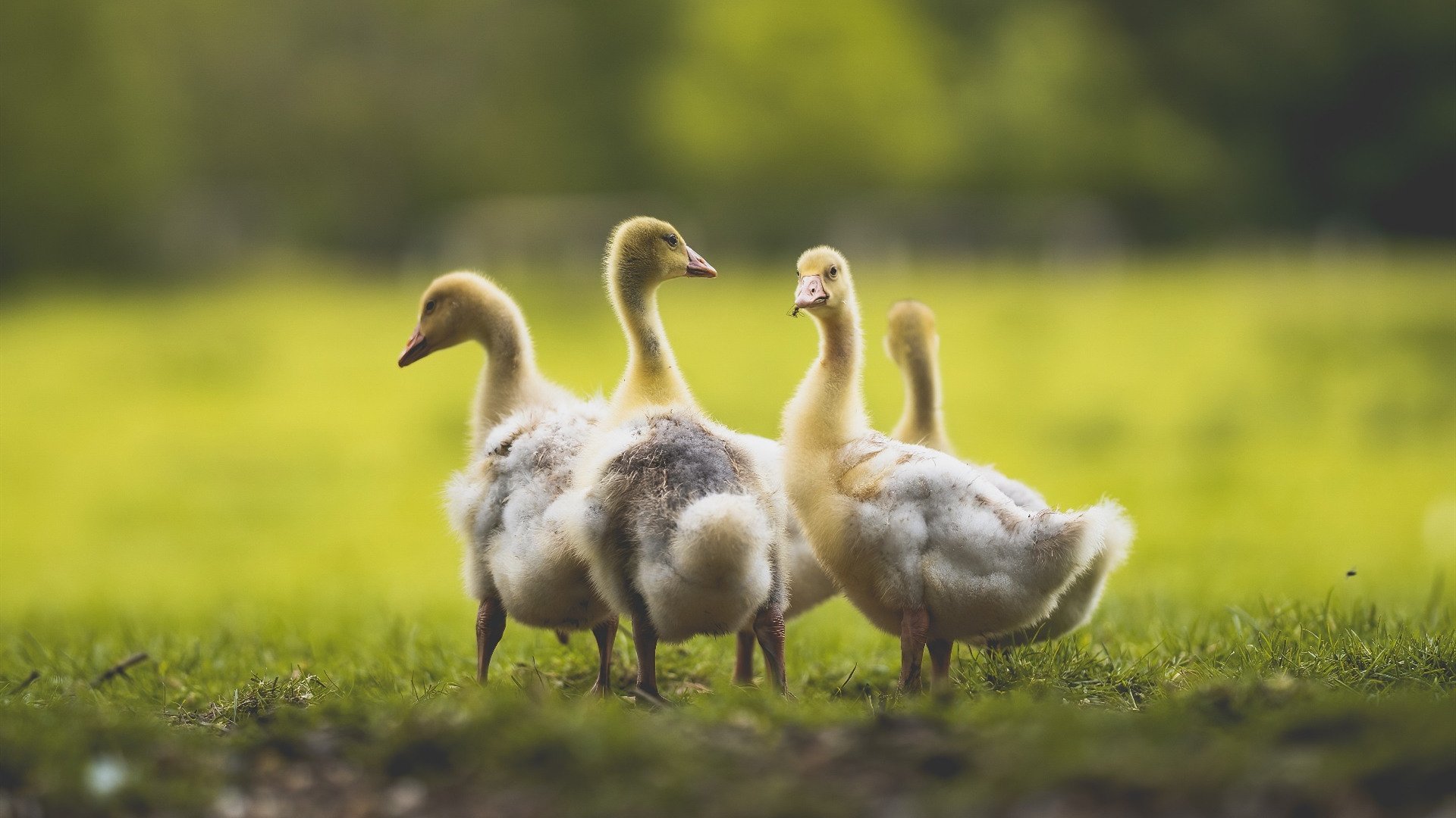 爱游戏官方-赛场如赛道，当勒沃库森的引擎被阿尔及利亚极限施压