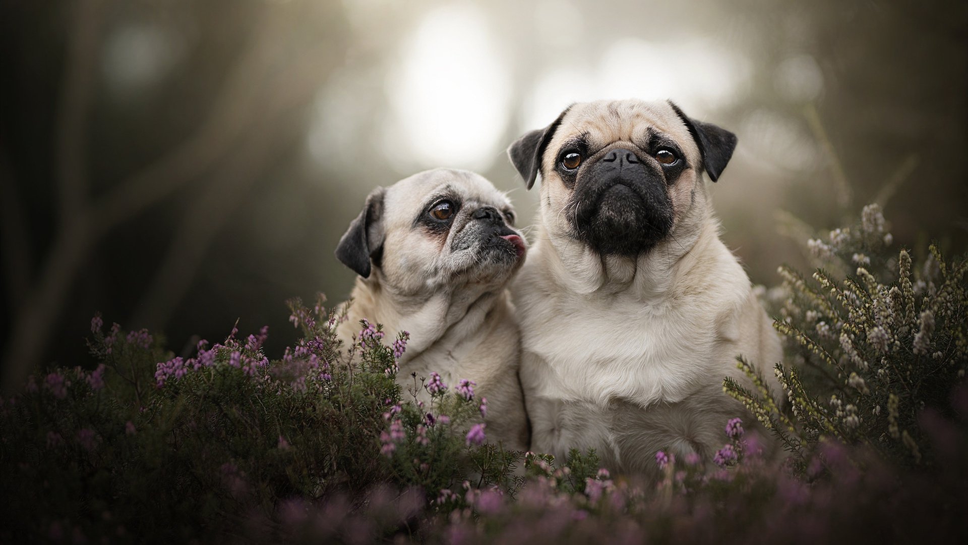 攻防两端的赛道王者，范戴克式统治点燃F1年度争冠之夜