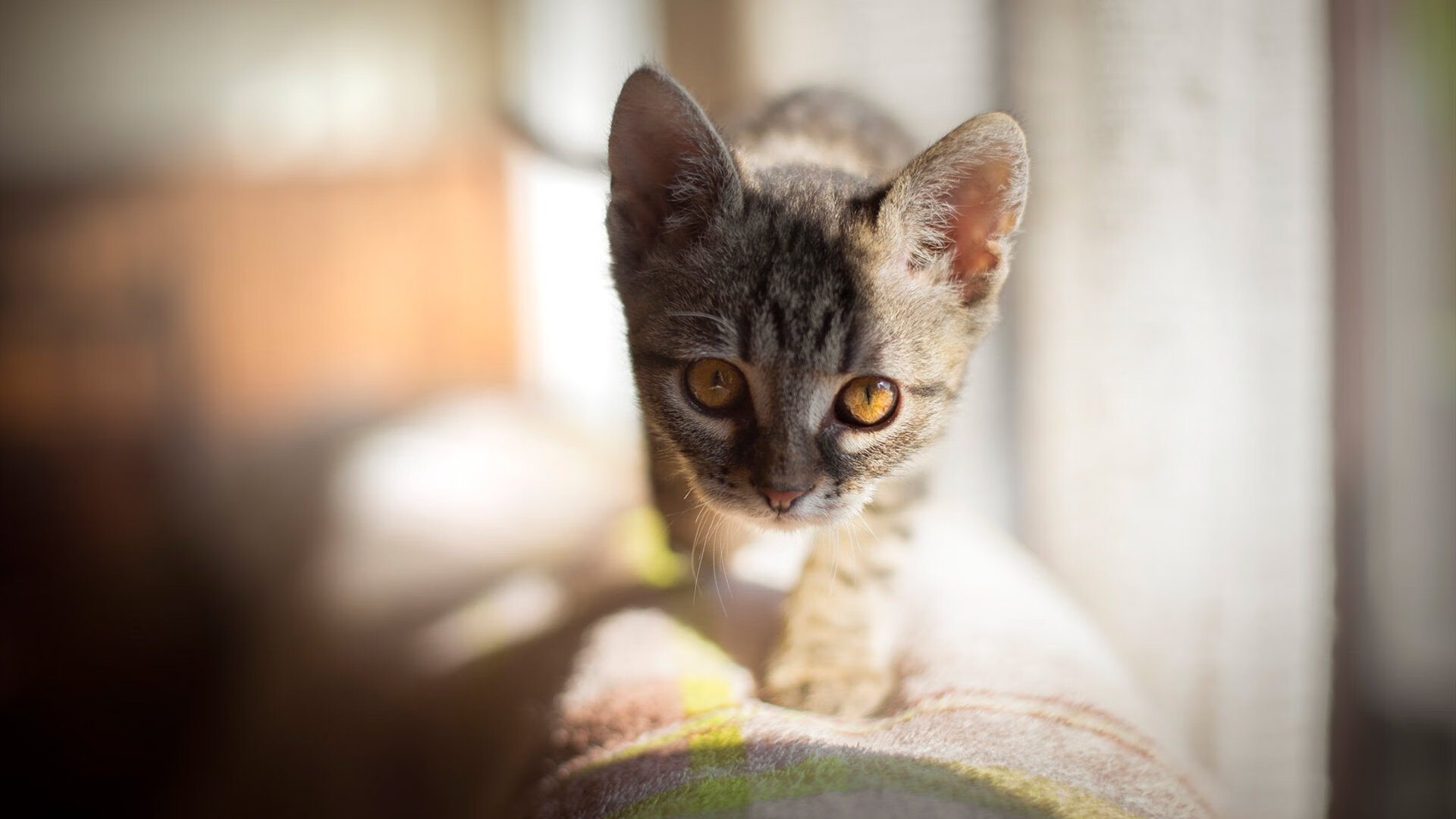 绿茵唯一性，当哈兰德的完美魔法遇见那不勒斯终结玻利维亚神话