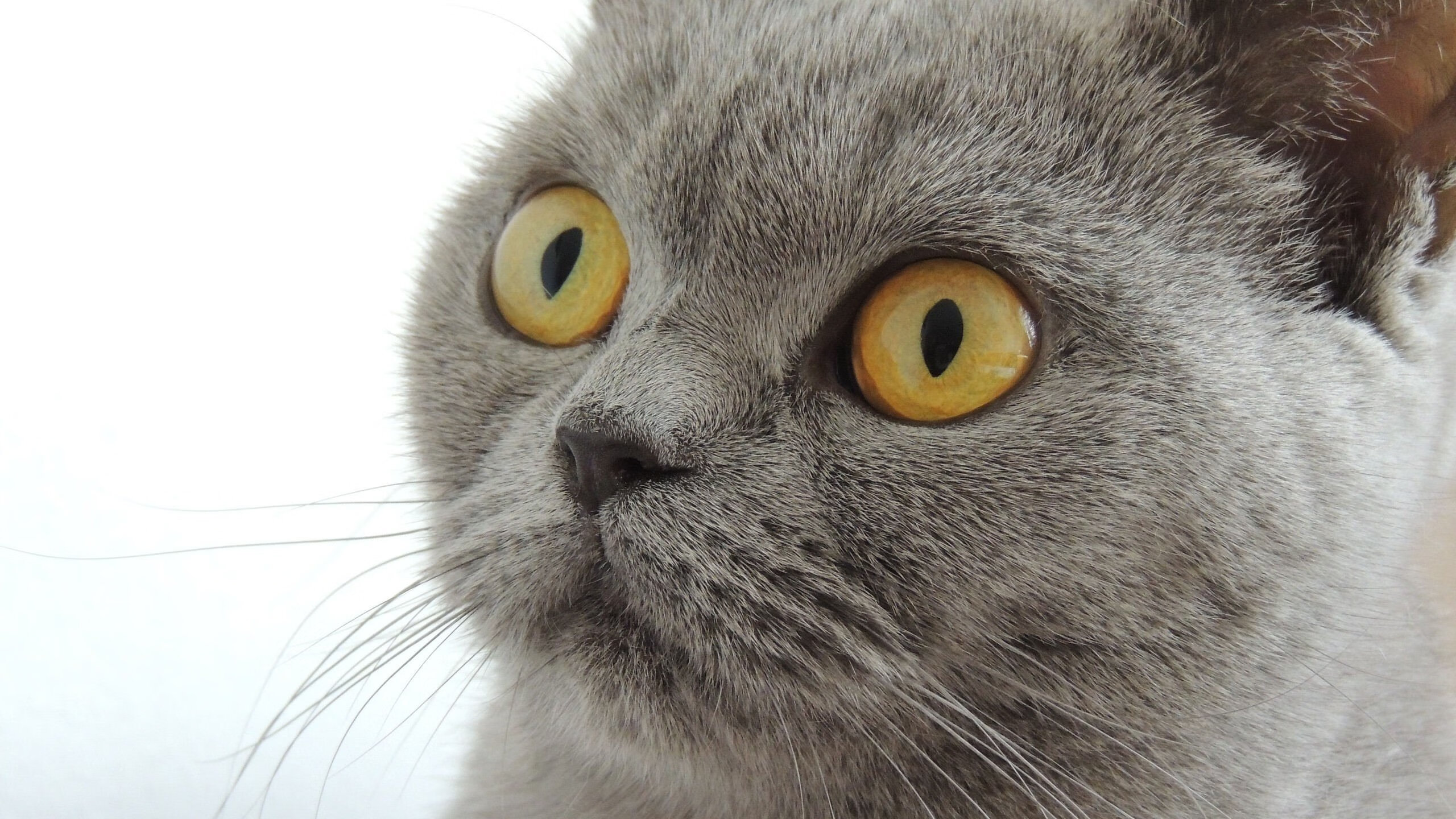 战术网格与王者油门，浙江队的团队艺术与詹姆斯的街道征服