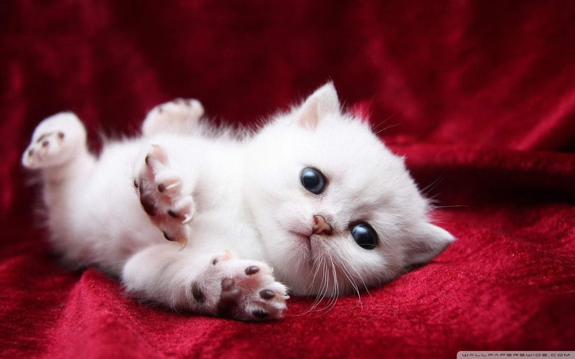 达拉斯的唯一解法，东契奇三双破局，独行侠攻陷萨克拉门托