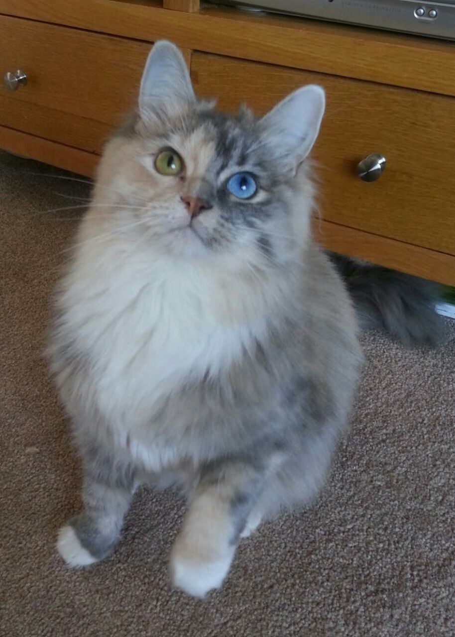 铁蹄踏破玫瑰城，当字母哥化身狂暴公牛，开拓者的坚韧败给天赋洪流