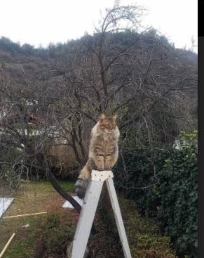 跨越大洋的篮球对决，上海队逆风翻盘，恩比德诠释何为定海神针