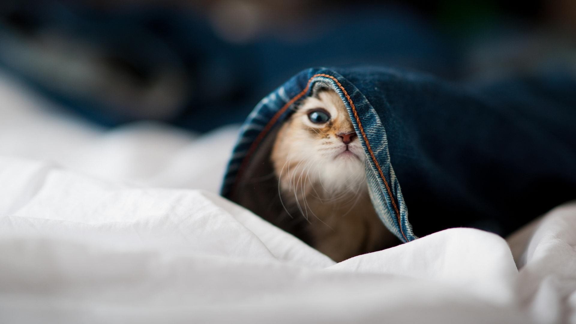 黑色活塞冰封辽宁，保罗末节风暴诠释关键先生