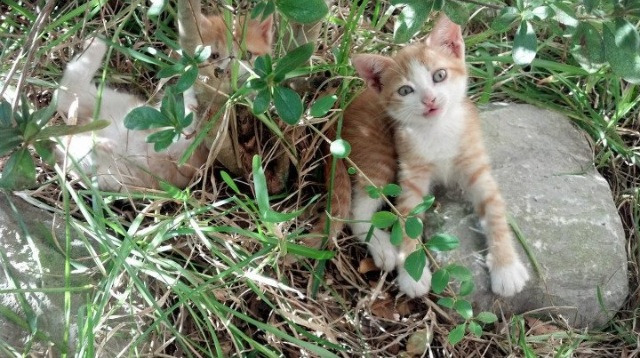 跨界对决！乔治万分数破，生死30秒灭火救辽宁