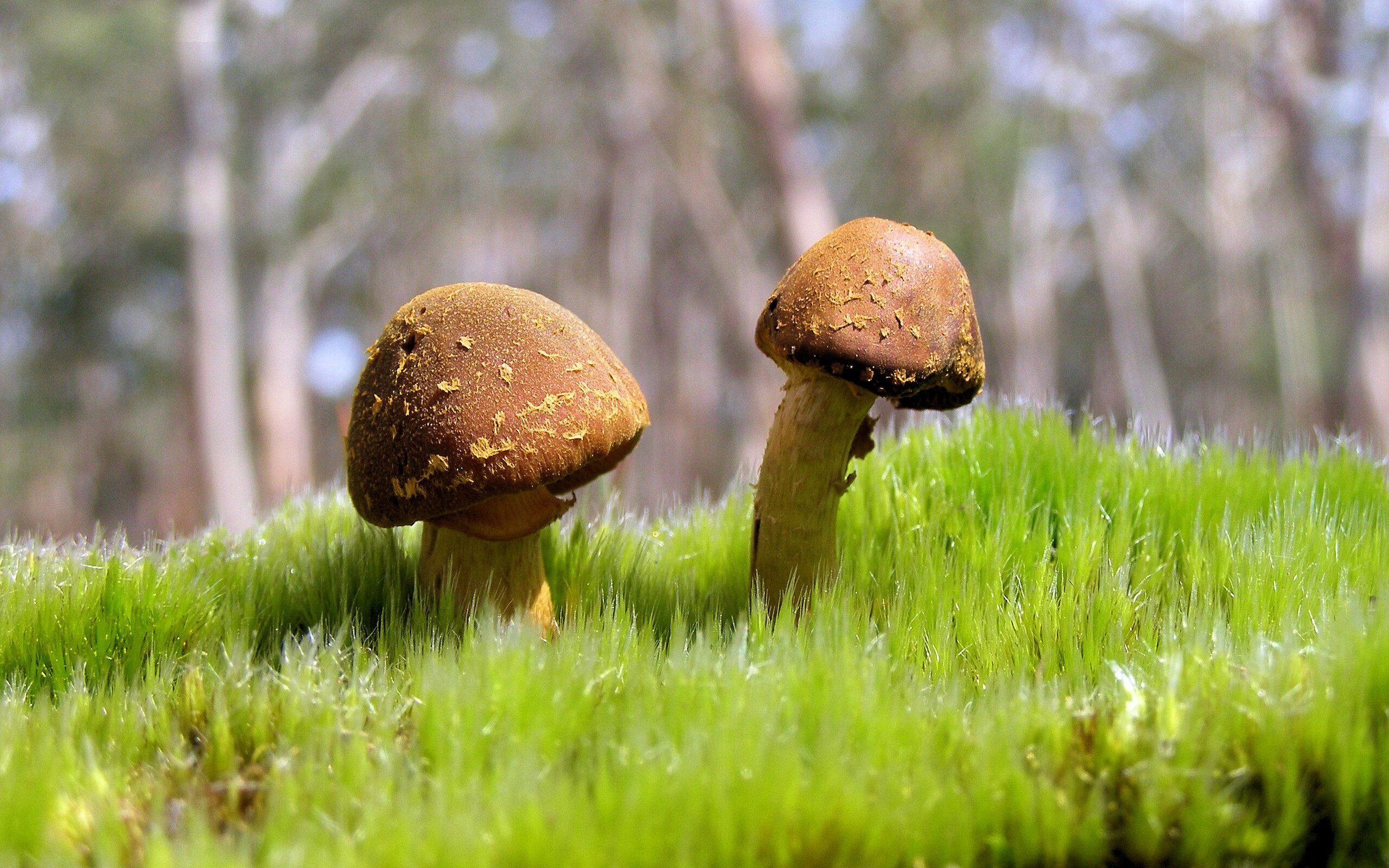 范弗利特末节狂飙19分，火箭惜败却助灰熊锁定关键卡位战