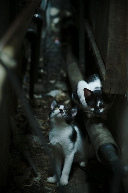 东方防线崩塌夜，拉梅洛一役封神，湖人新王降世