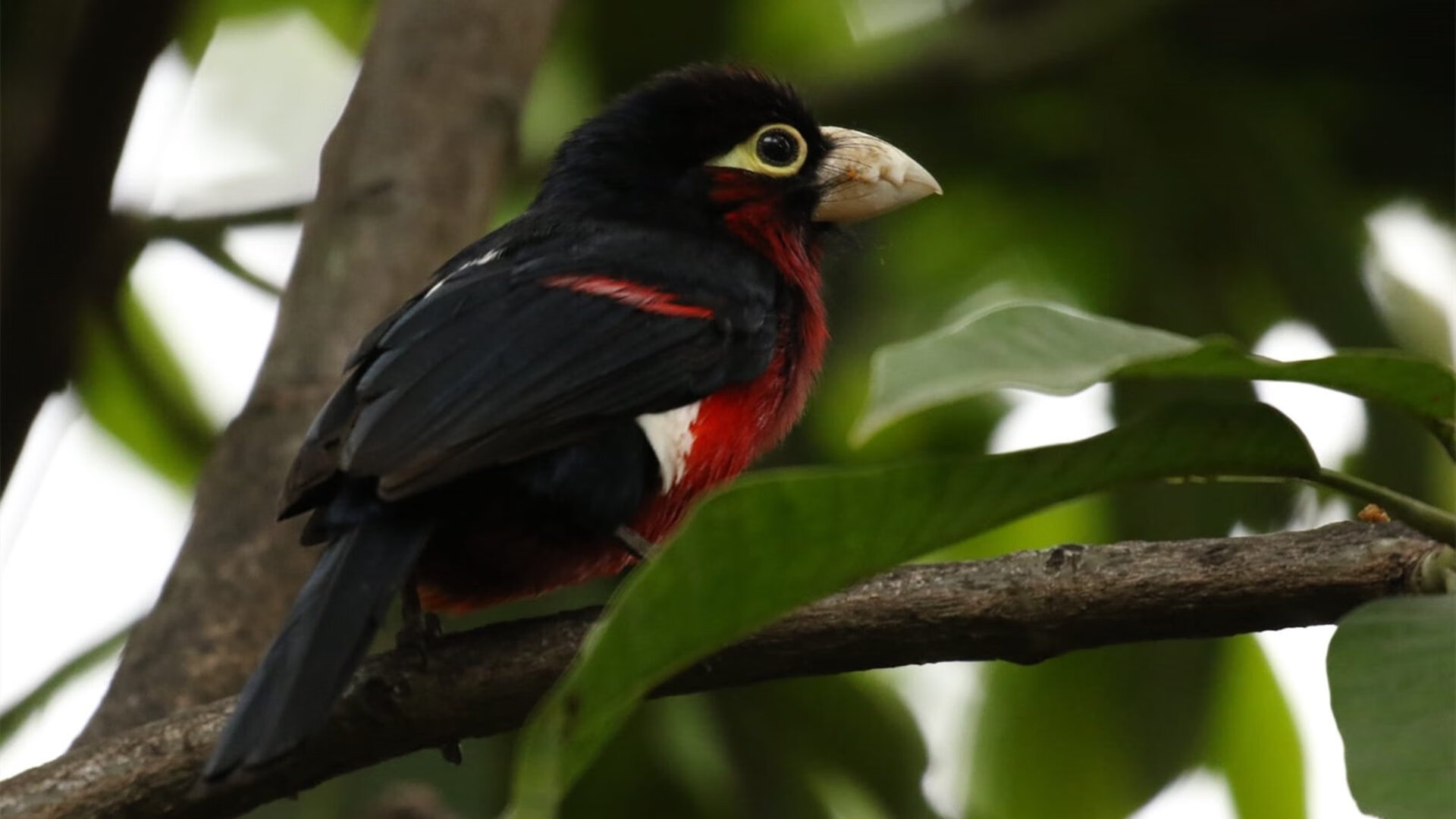 跨次元篮球奇幻夜，山西队的逆袭与约基奇的降维打击